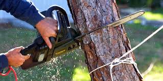 Best Tree Maintenance Programs  in Oregon, OH