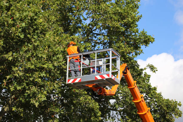 Best Stump Grinding and Removal  in Oregon, OH