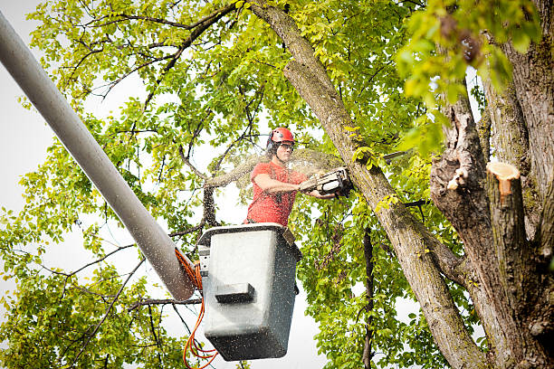 Best Leaf Removal  in Oregon, OH